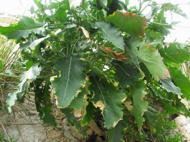 Da confermare - cfr. Brassica rupestris